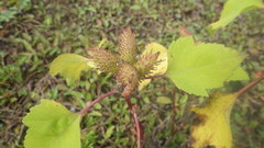 Xanthium orientale orientale