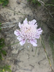 Scabiosa incisa