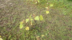 Xanthium orientale orientale