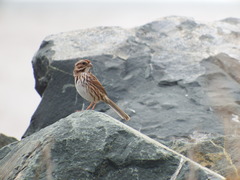 Melospiza melodia image