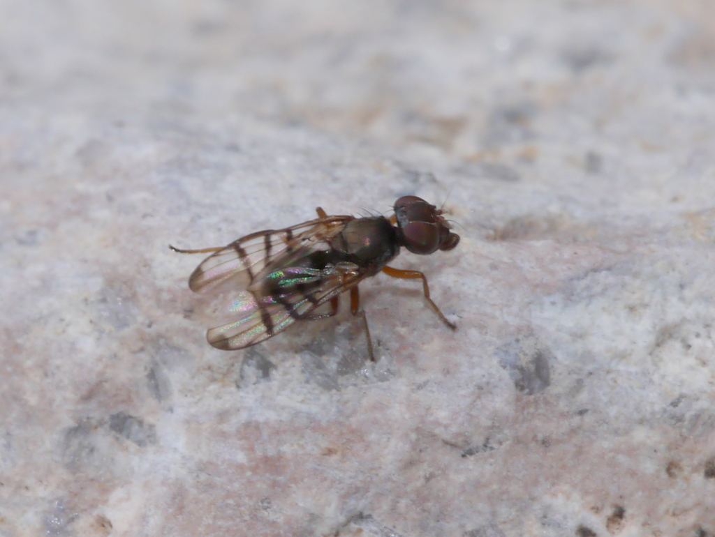 Rivellia occulta