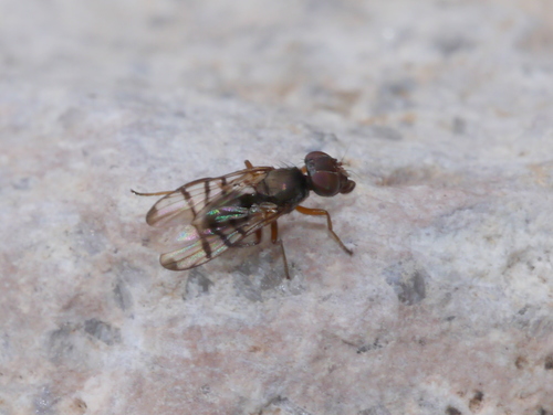 Rivellia occulta