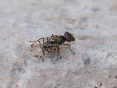 Rivellia occulta