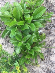 Scabiosa incisa