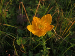 Trollius chinensis