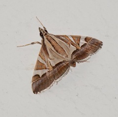 Agrioglypta excelsalis