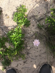 Scabiosa incisa