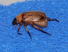 Anomala pallida