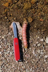 Citheronia splendens sinaloensis