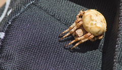 Araneus grossus