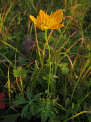 Trollius chinensis