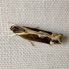 Chaliniastis astrapaea