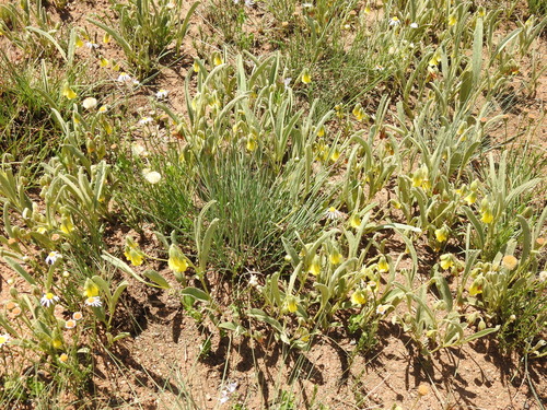 Image of Hermannia lancifolia by (c) Matthew Fainman, some rights reserved (CC BY)