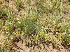 Hermannia lancifolia