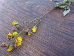 Hermannia hyssopifolia