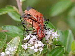 Chauliognathus lecontei