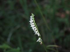 Spiranthes lacera lacera