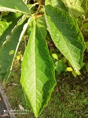 Pterostyrax hispidus