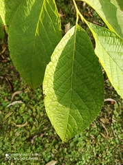Pterostyrax hispidus