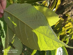 Pterostyrax hispidus