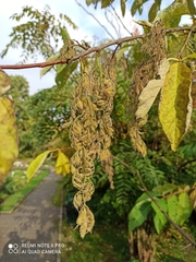 Pterostyrax hispidus
