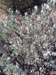 Cistus atriplicifolius