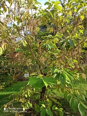 Pterostyrax hispidus