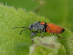 Melanopleurus belfragei