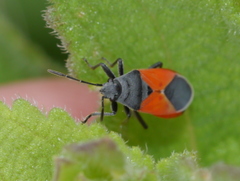 Melanopleurus belfragei