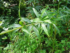 Lilium canadense