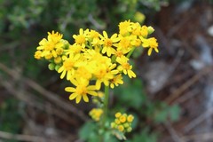 Packera coahuilensis