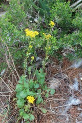 Packera coahuilensis