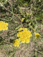 Helichrysum cephaloideum