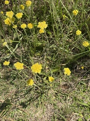 Helichrysum cephaloideum