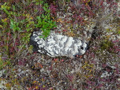 Arctoparmelia centrifuga