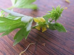 Waldsteinia ternata