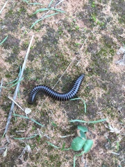 Acanthoiulus cassinensis