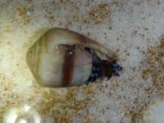 Calcinus elegans