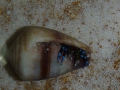 Calcinus elegans
