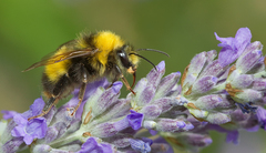 Bombus haematurus