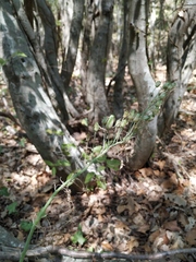 Ornithogalum arcuatum