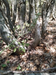 Ornithogalum arcuatum