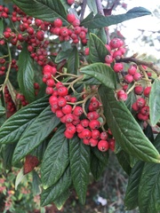 Cotoneaster × watereri