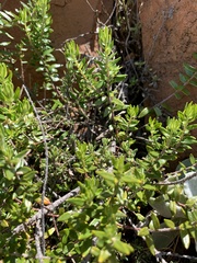 Phylica paniculata