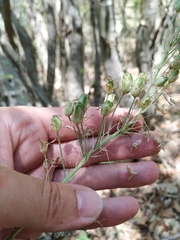 Ornithogalum arcuatum