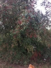 Cotoneaster × watereri