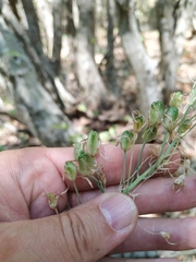 Ornithogalum arcuatum