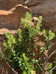 Phylica paniculata