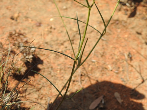 Image of Golden Star-Drops (Asclepias aurea) by (c) Matthew Fainman, some rights reserved (CC BY)