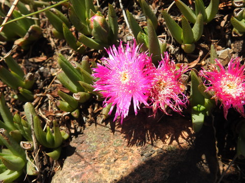 Image of Khadia acutipetala by (c) Matthew Fainman, some rights reserved (CC BY)